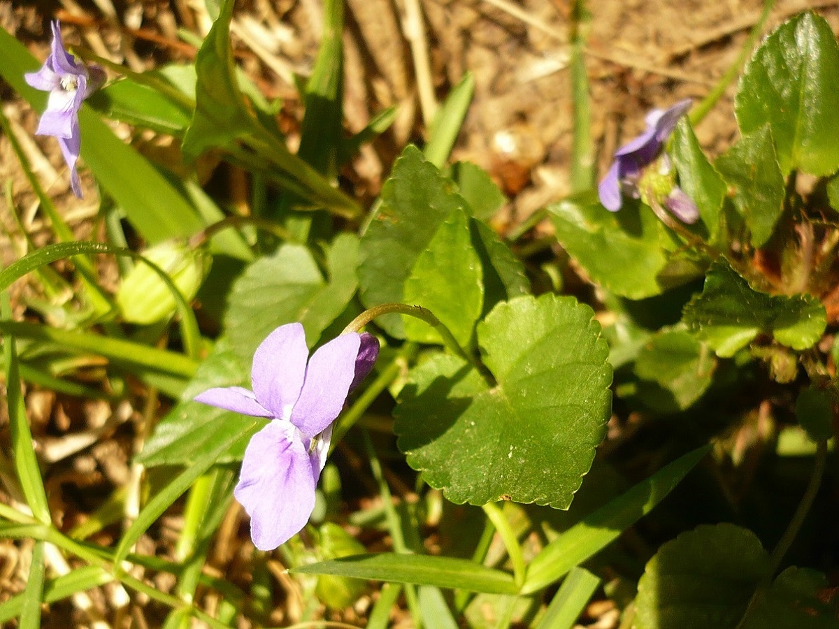 Viola reichenbachiana (Violaceae)